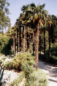 фото никитский ботанический сад ялта