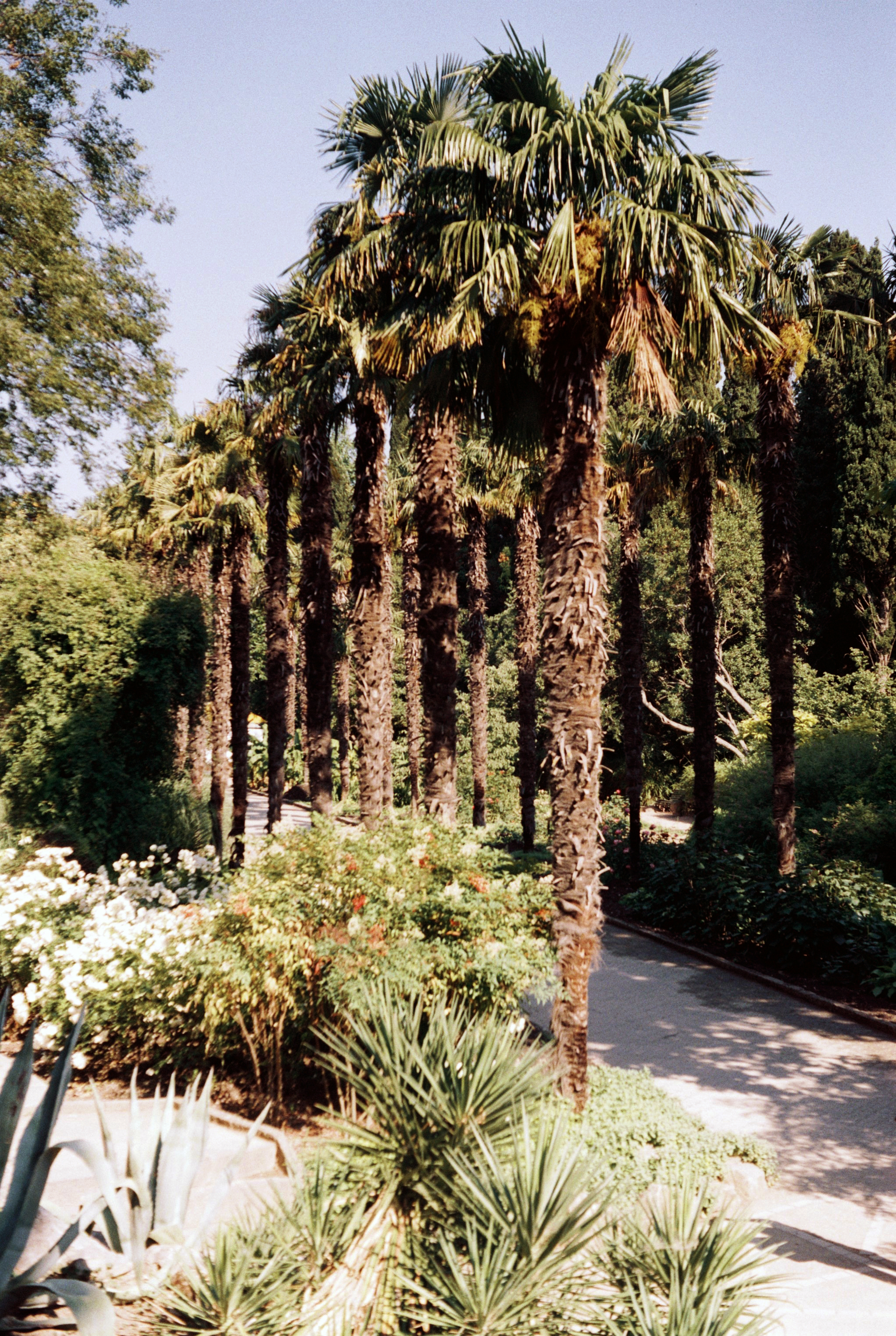 photo Nikita Botanical Garden Yalta